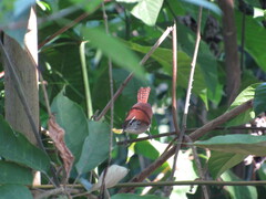 Thryophilus rufalbus