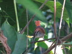 Thryophilus rufalbus