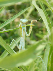 Mantodea