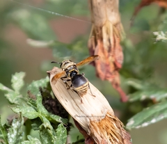 Pachodynerus nasidens