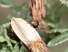 Pachodynerus nasidens