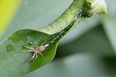 Anyphaenidae