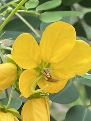 Senna acclinis