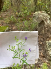 Trichostema setaceum