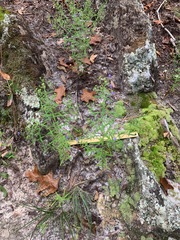 Trichostema setaceum