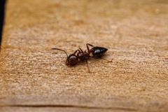 Crematogaster pilosa