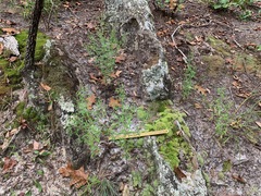 Trichostema setaceum