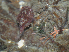 Eumicrotremus orbis
