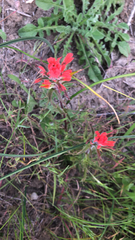 Castilleja indivisa