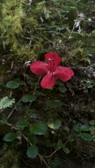 Asteranthera ovata