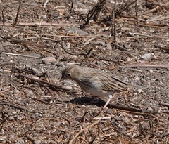 Rhopospina alaudina