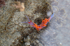 Flabellinopsis iodinea