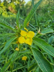 Ludwigia elegans