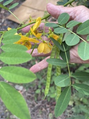 Senna acclinis