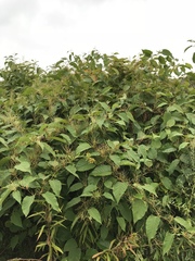 Reynoutria × bohemica