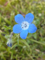 Nemophila menziesii