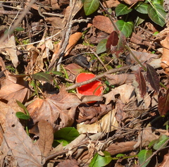 Sarcoscypha austriaca