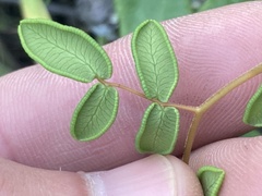 Pellaea andromedifolia pubescens