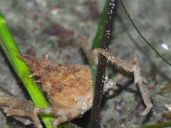 Chorilia longipes