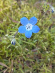 Nemophila menziesii