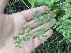 Pellaea andromedifolia pubescens