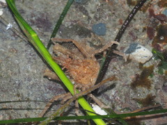 Chorilia longipes