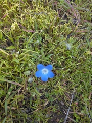 Nemophila menziesii