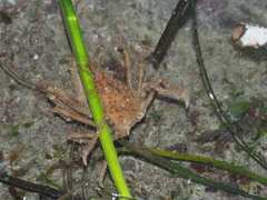 Chorilia longipes