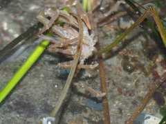 Chorilia longipes