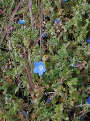 Nemophila menziesii