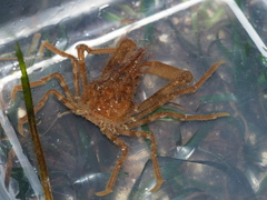 Chorilia longipes