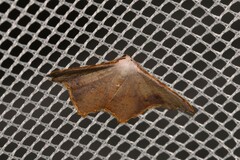 Epicompsa xanthocrossa