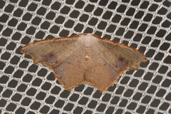 Epicompsa xanthocrossa