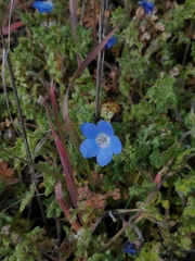 Nemophila menziesii