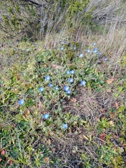 Nemophila menziesii