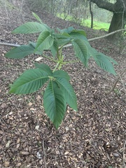 Aesculus californica