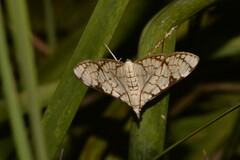 Aphytoceros lucusalis