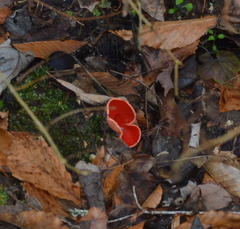 Sarcoscypha austriaca