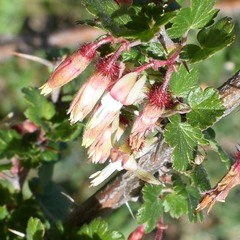 Ribes californicum