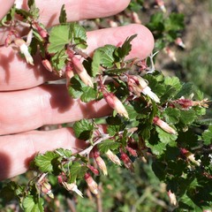 Ribes californicum
