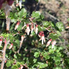Ribes californicum
