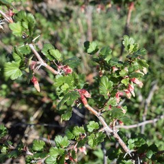 Ribes californicum