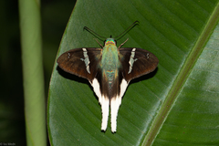 Telegonus chalco