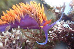 Flabellinopsis iodinea