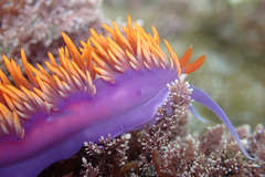 Flabellinopsis iodinea