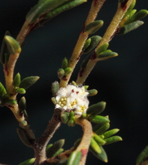 Spyridium microcephalum