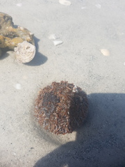 Lytechinus variegatus