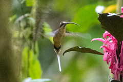 Phaethornis syrmatophorus