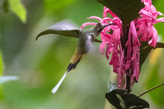 Phaethornis syrmatophorus
