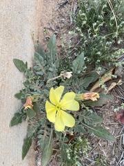 Oenothera primiveris